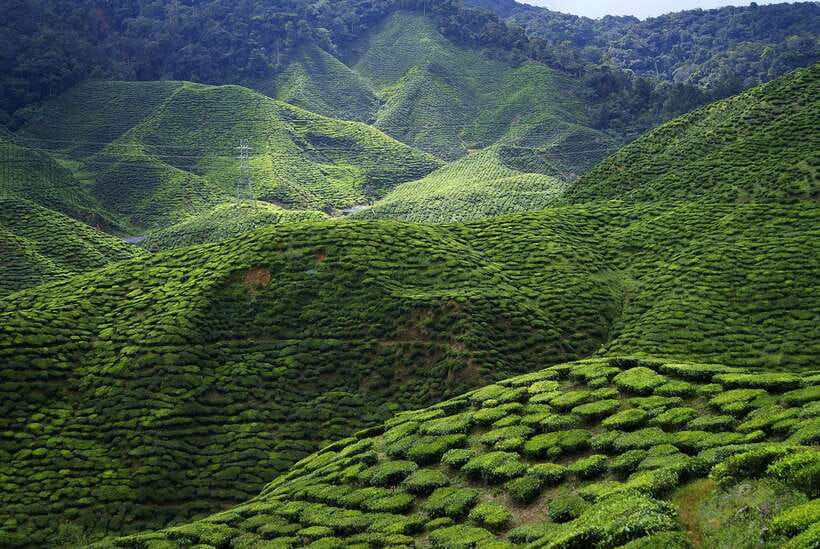 Cameron Highlands 1 Day Tour from Kuala Lumpur - Is $173 a fair price?