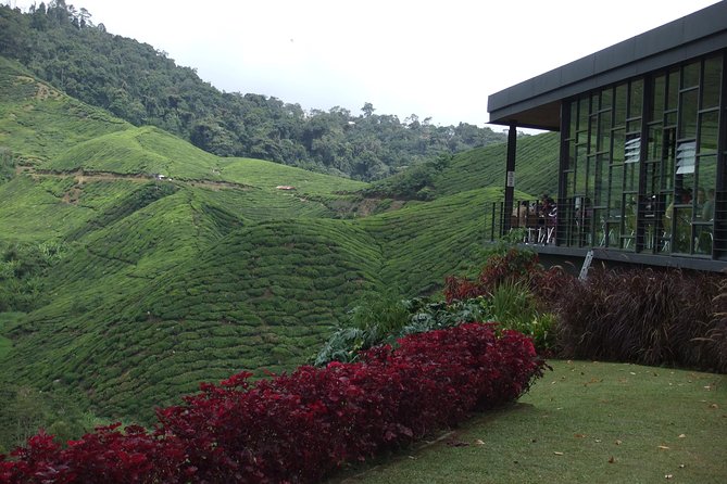 Cameron Highlands Amazing Day Trip Tour with Local Lunch - Why this is a useful Cameron Highlands day trip