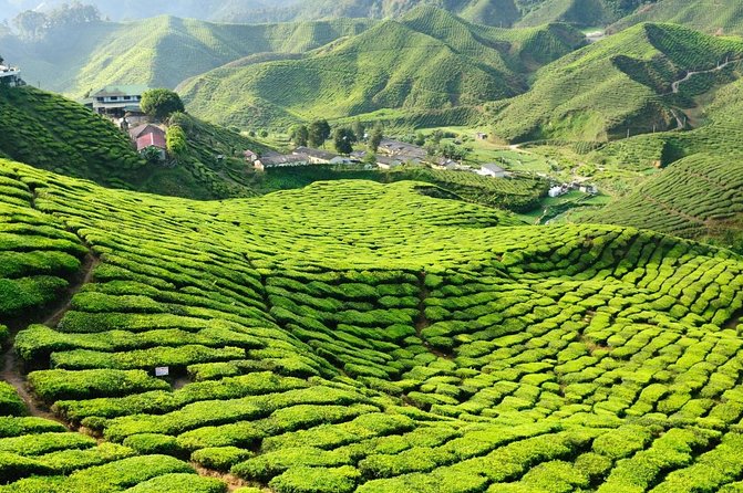 Cameron Highlands Day Trip From Kuala Lumpur - Key points before you book