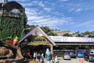 Cameron Highlands Day Trip From Kuala Lumpur