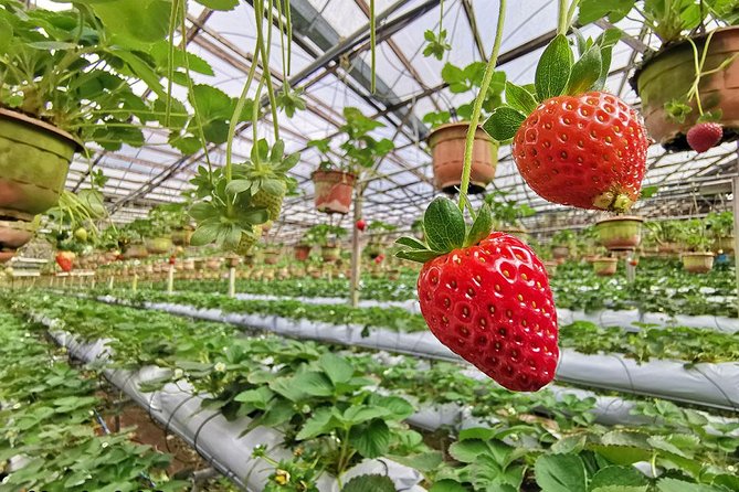 Cameron Highlands Full-Day Nature Tour - Big Red Strawberry Farm and the limits of seasonal activities