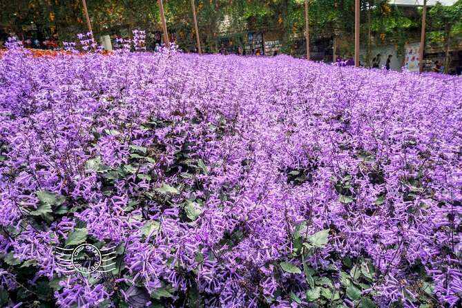 Cameron Highlands Full-Day Tour from Ipoh with Lunch - Sungai Palas tea fields and the first big view