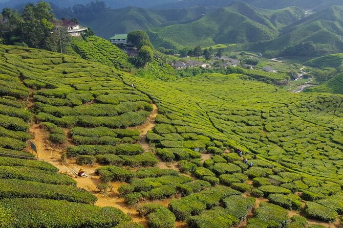 Cameron Highlands Full-Day Tour from Ipoh with Lunch - Cactus Valley and Cameron’s garden stops