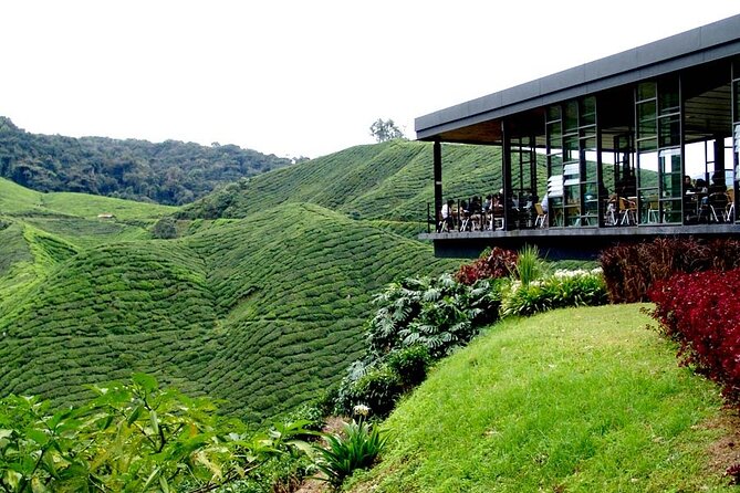 Cameron Highlands Full-Day Tour from Ipoh with Lunch - Cameron Bharat Tea Estate for a second view