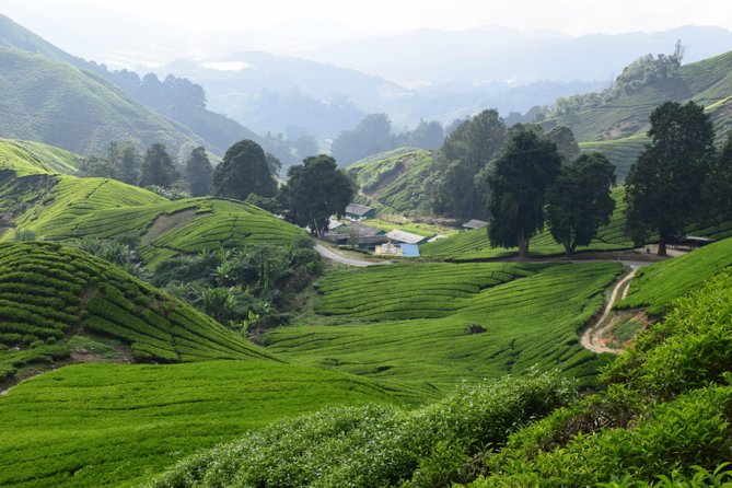 Cameron Highlands, Garden of Nature Full Day Private Guided Tour - Lata Iskandar Waterfall Break