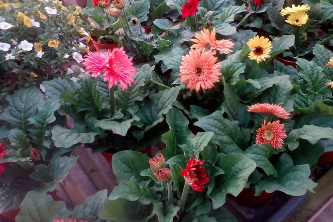 Cameron Highlands, Garden of Nature Full Day Private Guided Tour - Strawberry Farms, Nurseries, and Produce Markets