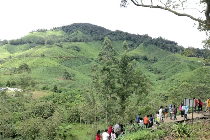 Cameron Highlands, Garden of Nature Full Day Private Guided Tour - Steam-Boat Lunch with Fresh Highland Produce