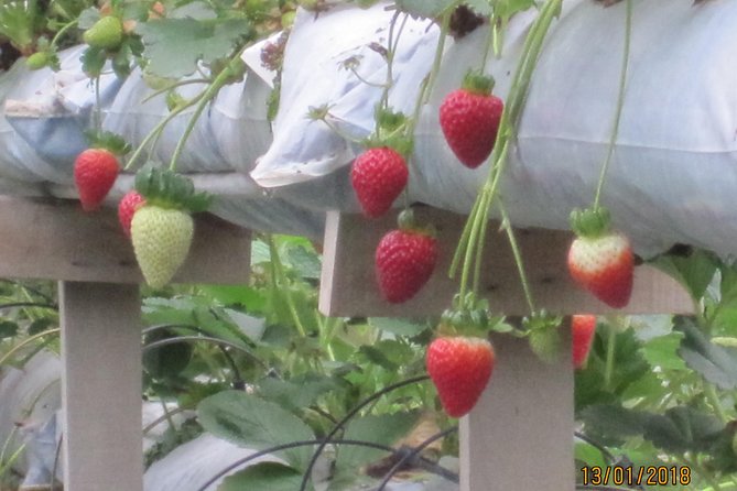 Cameron Highlands, Garden of Nature Full Day Private Guided Tour - How Much Value Do You Get for $166.48?