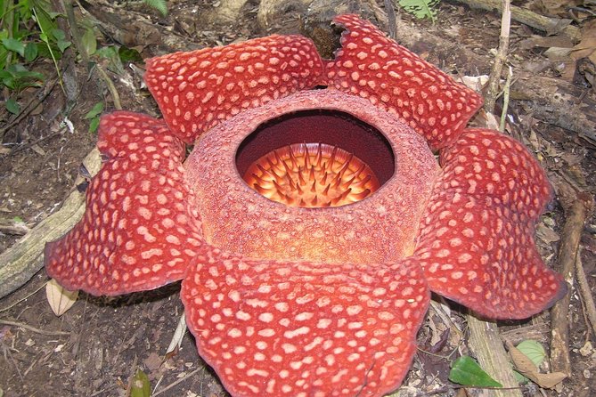 Cameron Highlands: Nature's Wonder Amazing Rafflesia Explorer - Following an Aboriginal ranger into the forest
