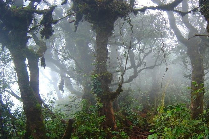 Cameron Highlands: Nature's Wonder Amazing Rafflesia Explorer - How the eight-hour day works