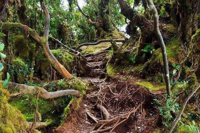 Cameron Highlands: Nature's Wonder Amazing Rafflesia Explorer - Meeting the Temiah community