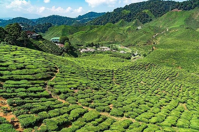 Cameron Highlands One Day Trip from Kuala Lumpur Privately Organised - How private touring affects the day