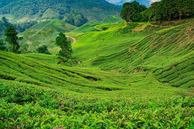 Cameron Highlands One Day Trip from Kuala Lumpur Privately Organised - Lata Iskandar waterfall and fruit stop