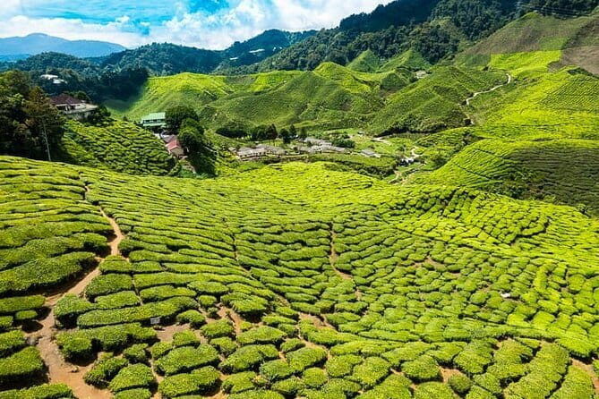 Cameron Highlands Private Day Tour from Ipoh, Package B - BOH Sungei Palas, the day’s signature tea stop