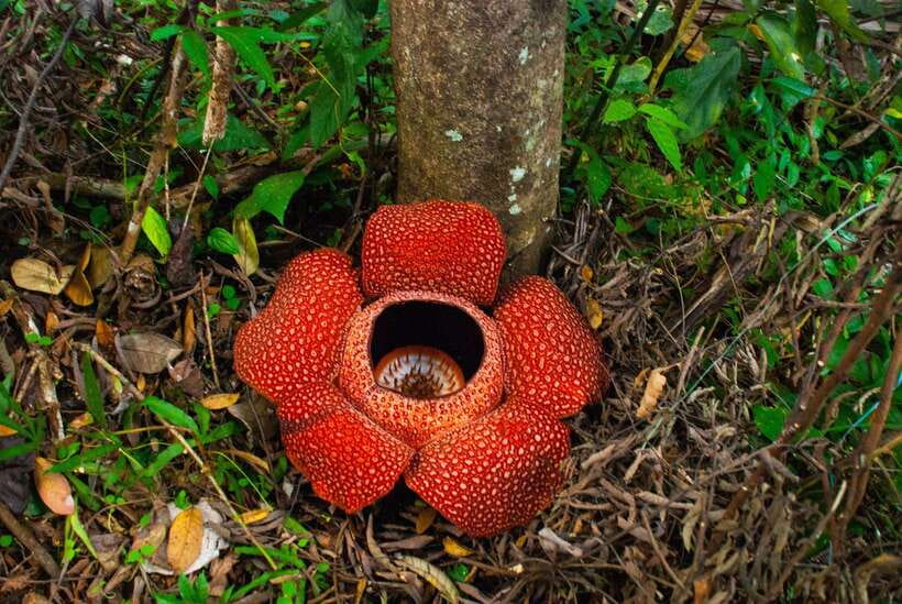 Cameron Highlands Private Day Tour from Kuala Lumpur - Key points at a glance