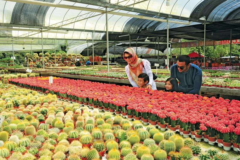 Cameron Highlands Private Day Tour from Kuala Lumpur - Leaving Kuala Lumpur for the cool hills