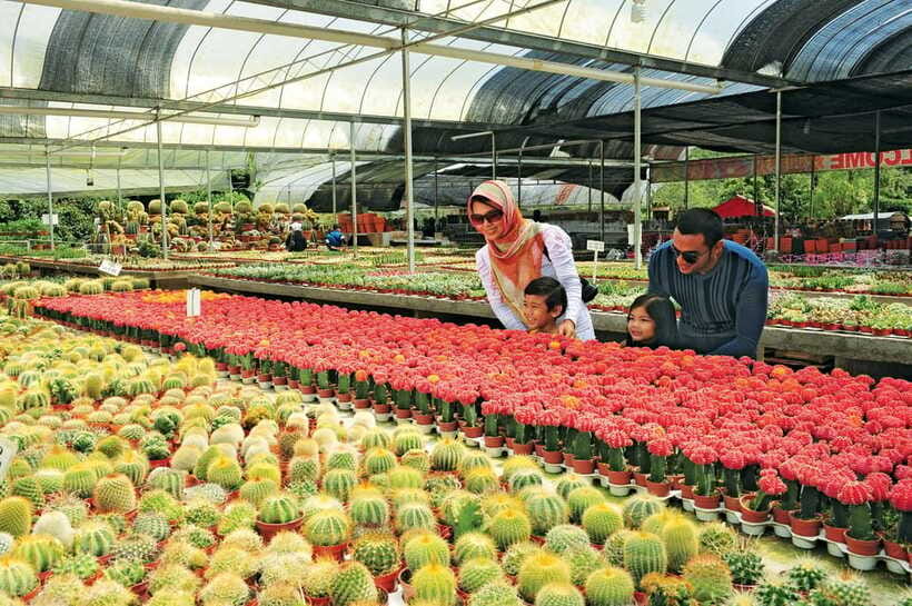 Cameron Highlands Private Day Tour from Kuala Lumpur - A brief look at Kea Farm Market