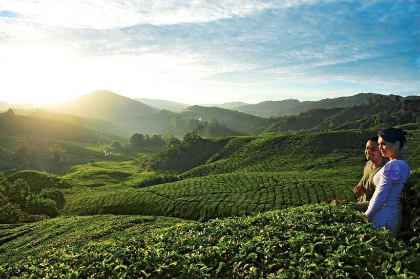 Cameron Highlands Private Day Tour from Kuala Lumpur - What the $150 price really buys