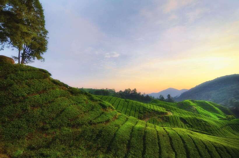 Cameron Highlands Private Day Tour from Kuala Lumpur - Boh Tea Plantation and the first big view