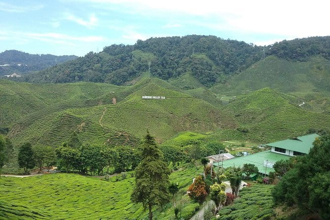 Cameron Highlands Sightseing Tour - A practical way to see Cameron Highlands in half a day