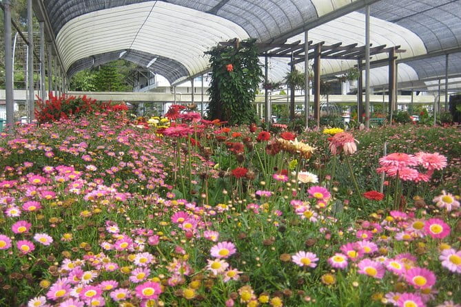 Cameron Highlands Sightseing Tour - Strawberry farms show the Highlands at work