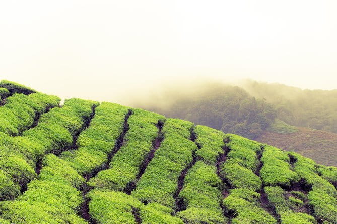 Cameron Highlands Sightseing Tour - Transport is easy, but group size needs attention