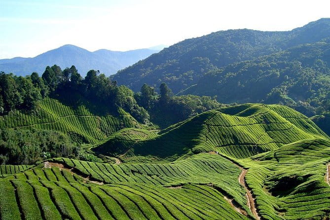 Cameron Highlands Sightseing Tour - BOH tea plantation is the strongest part of the route