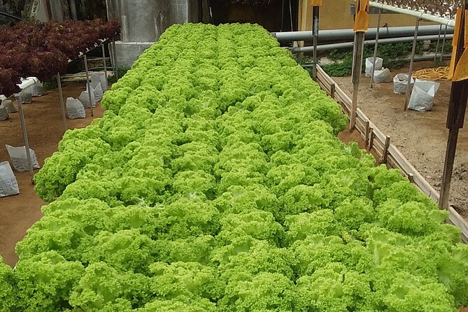 Cameron Highlands Sunrise Discovery - Who will enjoy this morning most?