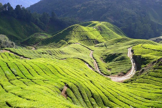 Cameron Highlands Tour from Kuala Lumpur - Butterflies, insects, and a small bee museum