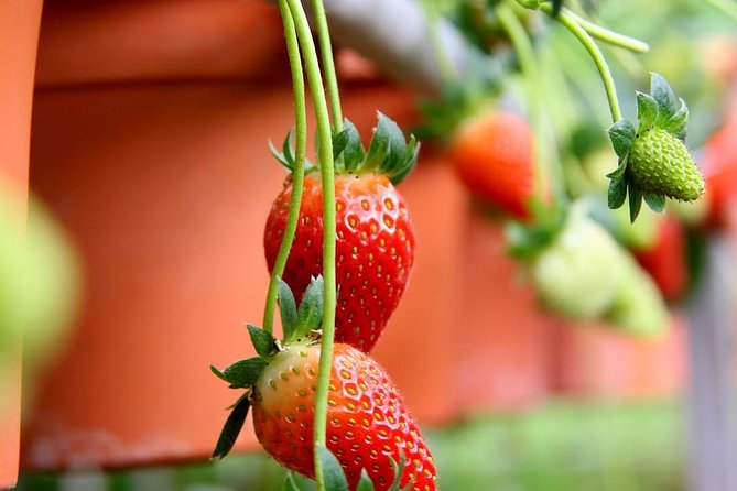 Cameron Highlands Tour from Kuala Lumpur - Kea Farm Market and local produce