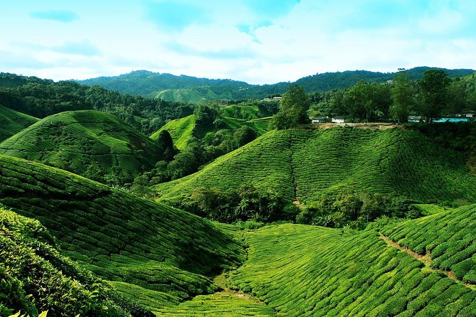 Cameron Highlands Tour from Kuala Lumpur - Lunch, timing, and the long ride home