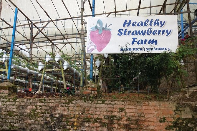 Cameron Highlands Tour From Kuala Lumpur (Private Tour) - Rose Valley and Sam Poh Temple
