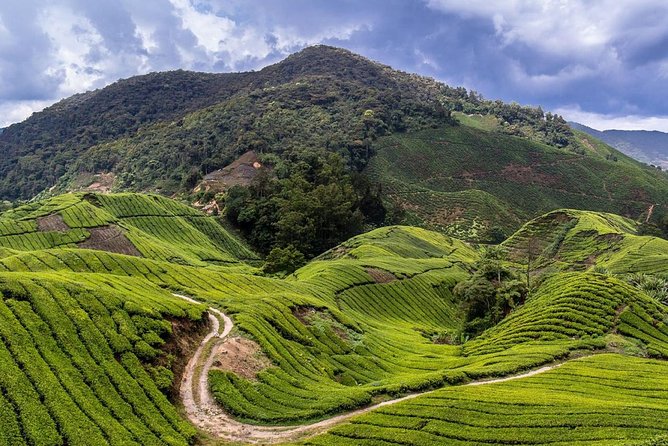 Cameron Highlands Tour on Private Basis - Lunch, timing, and the packed schedule