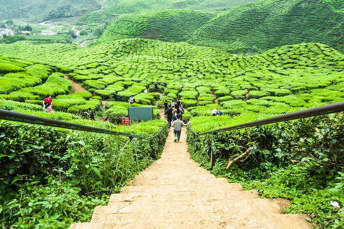Cameron Highlands Tour on Private Basis - Is $125 per person good value?
