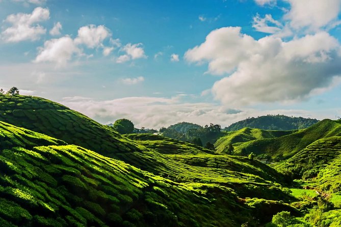 Cameron Highlands Tour on Private Basis - Tea country at Bharat and BOH