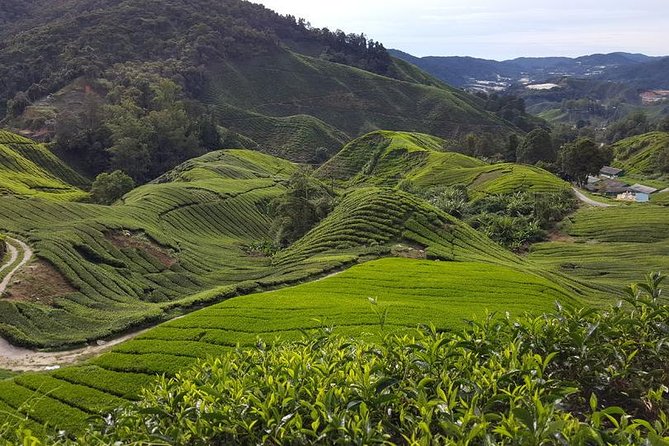 Cameron Highlands with Lunch Guided Day Tour (SIC/Shared Tour) - Key points to know before booking