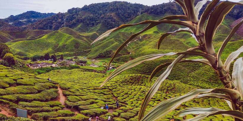 Cameroon Highland : Best nature in highland - Why Cameron Highlands makes a good escape from Kuala Lumpur