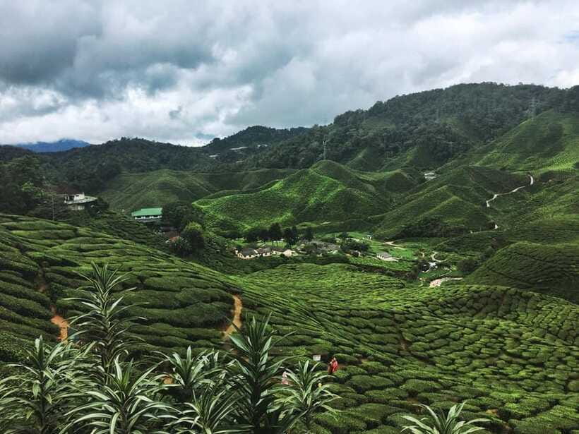 Cameroon Highland : Best nature in highland - BOH Plantation and the tea factory visit