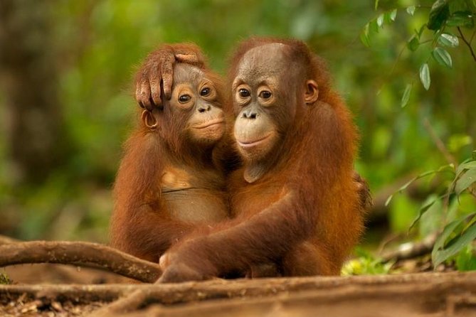 Day Trip Sepilok Orang-utan And City Tour (Flight Excluded) - Why this Sandakan day trip works