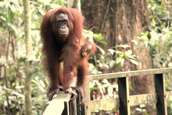 Day Trip Sepilok Orang-utan And City Tour (Flight Excluded) - Sandakan town, markets, and water village