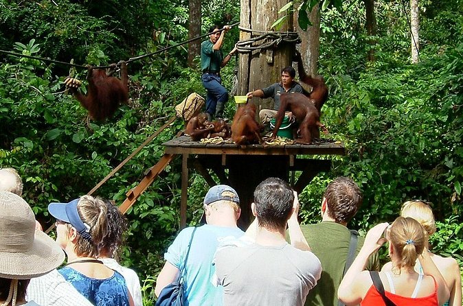 Day Trip Sepilok Orang-utan And City Tour (Flight Excluded) - Puh Jih Syh Buddhist Temple
