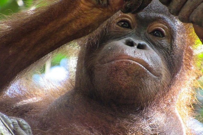 Day Trip Sepilok Orang-utan And City Tour (Flight Excluded) - Guides make the difference