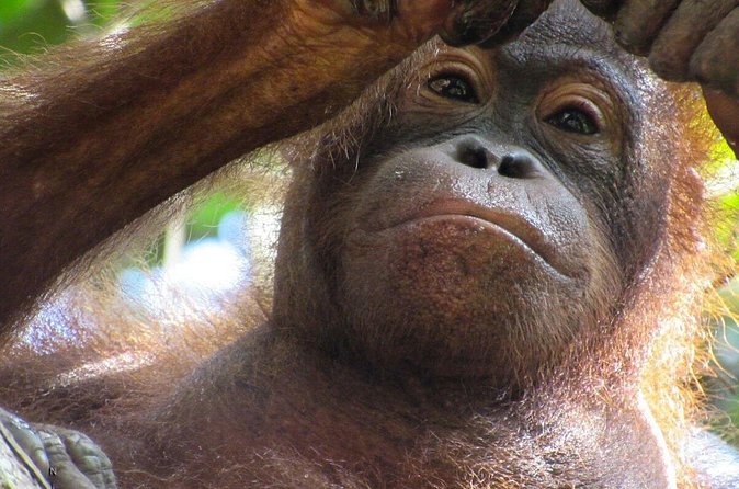 Day Trip Sepilok Orang-utan And City Tour (Flight Excluded) - What the $118.80 price really covers