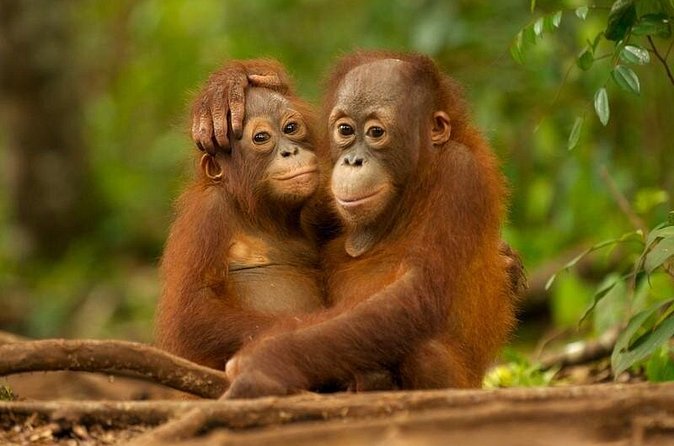 Day Trip Sepilok Orang-utan And City Tour (Flight Excluded) - Who should book this experience