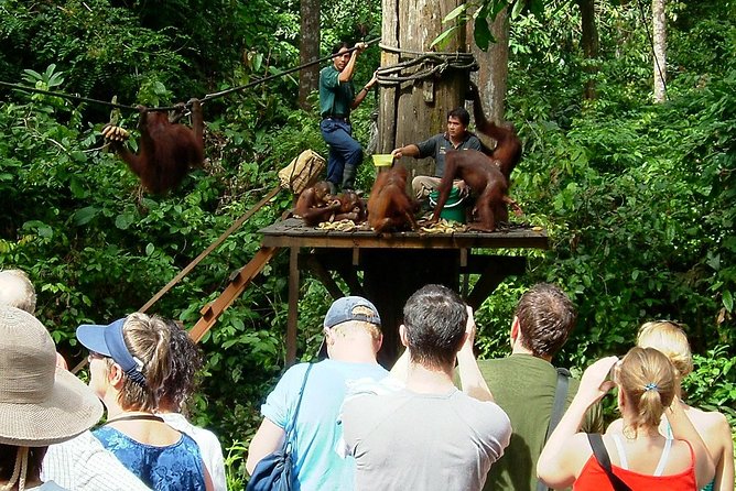 Day Trip Sepilok Orang-utan And City Tour (Flight Excluded) - Lunch at a local restaurant