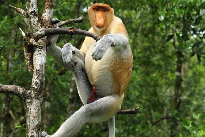 Day Trip Sepilok Orang Utan & Proboscis Monkey (Flight Excluded) - Three Borneo animals before dinner