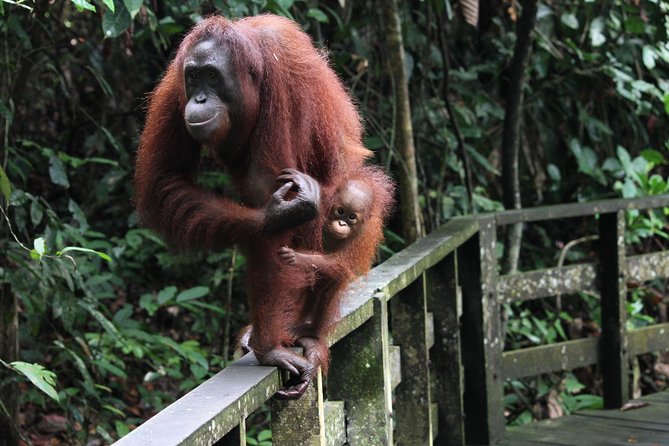 Day Trip Sepilok Orang Utan & Proboscis Monkey (Flight Excluded) - The 4:30 a.m. start and flight details
