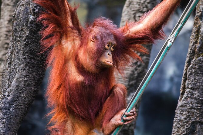 Day Trip Sepilok Orang Utan & Proboscis Monkey (Flight Excluded) - Lunch outside Sandakan