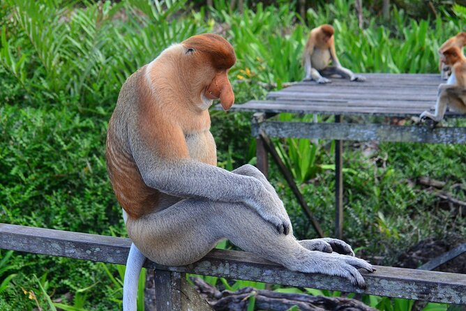 Day Trip Sepilok Orang Utan & Proboscis Monkey (Flight Excluded) - Labuk Bay and Borneo’s long-nosed monkeys