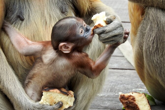 Day Trip Sepilok Orang Utan & Proboscis Monkey (Flight Excluded) - Is $176 a fair price?